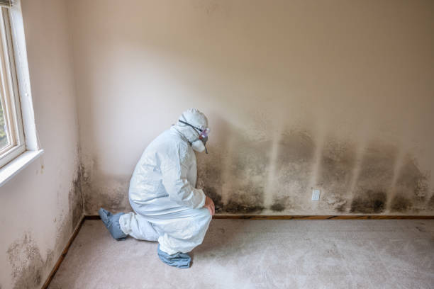 Crawl Space Mold Removal in South Whitley, IN